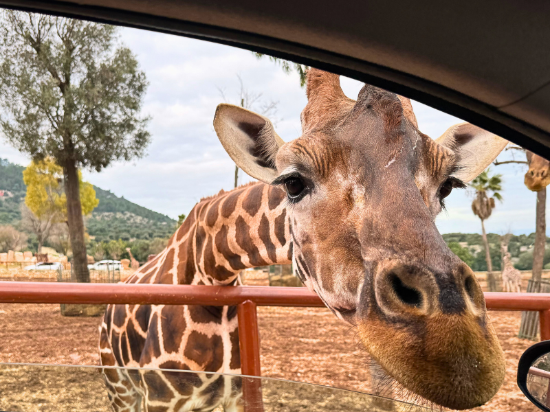 Una giornata allo Zoo Safari con Aurora: cosa aspettarsi (anche a&nbsp;dicembre)