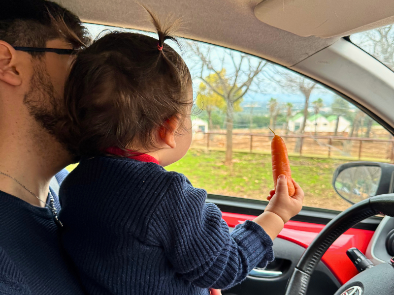 Bambina che porge una carota agli animali durante il percorso safari allo Zoosafari